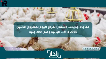 مفاجأة جديدة.. أسعار الفراخ اليوم بمطروح الاثنين 21-4-2025.. البانيه وصل 200 جنيه